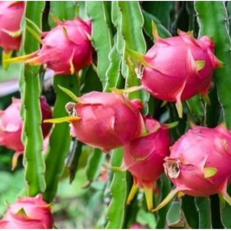 10biji bibit benih Buah Naga Merah