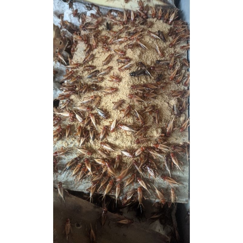 [BISA COD] TELUR JANGKRIK MADU KUNYIT KUALITAS SUPER KEMASAN 1kg (1000g)