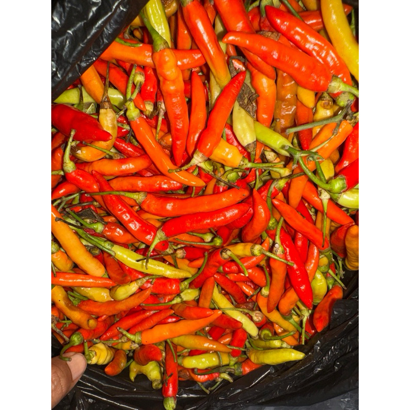 

Cebe Rawit Ori Pendek 1 kg