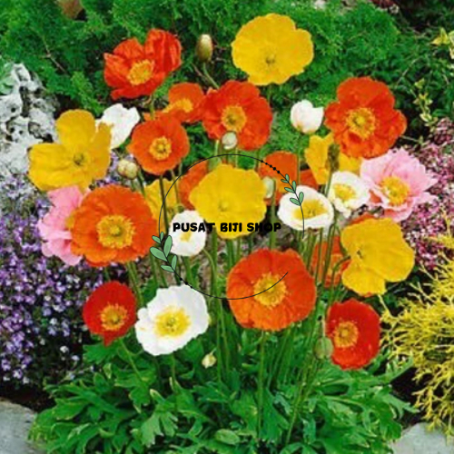 Bibit Bunga Kertas Benih Biji Peony Tanaman Hias 100 Pcs Warna Campur