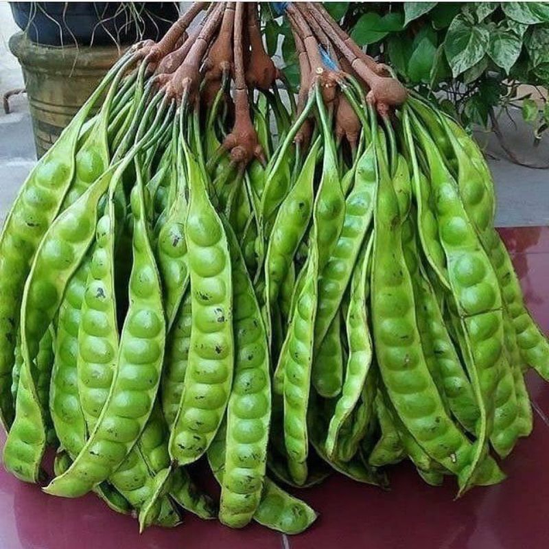 

pete organik tanpa semprot pestisida petai superan pete boyolali 15 lonjor / papan