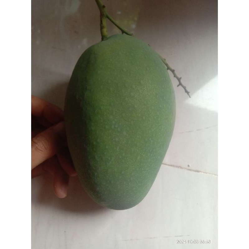 

MANGGA MUDA. berat buah dan bungkusnya = 1 KG