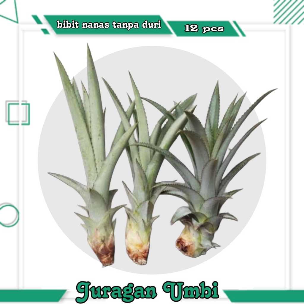 Bibit Nanas Madu Tanpa Duri 10 Pcs