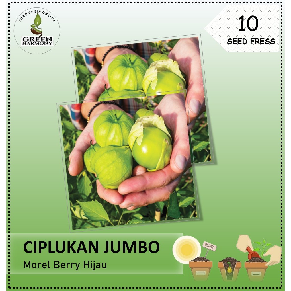 Bibit Buah Ciplukan Hijau Jumbo Unggul