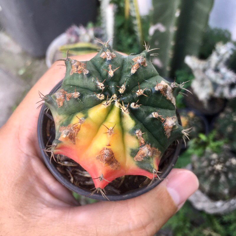 kaktus gymno miha variegata 02