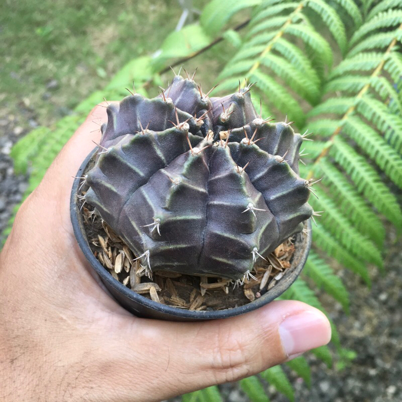 kaktus Gymno Miha Daydream Hybrid