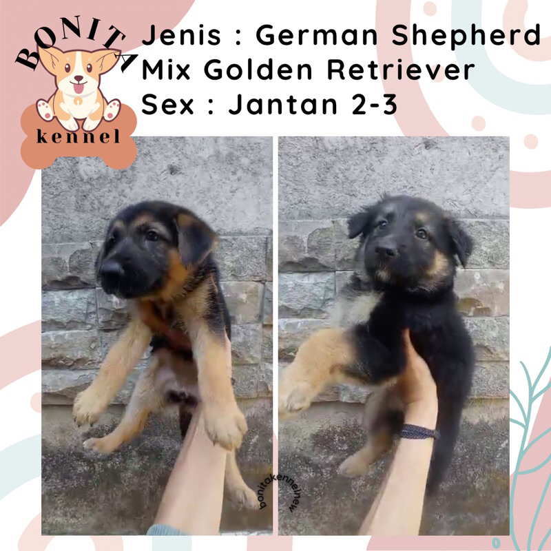 German Shepherd Mix Golden Retriever Anak Anjing Herder Mix Golden Jantan Betina