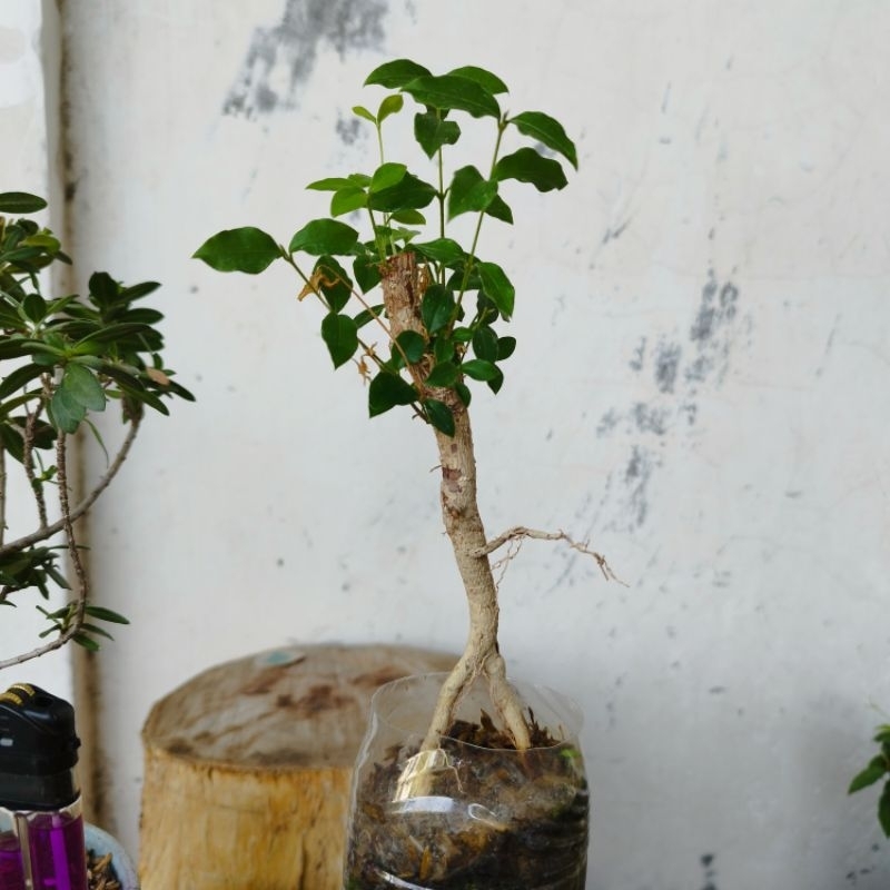 Bonsai 3pohon Santigi Hokianti Sakura Mikro