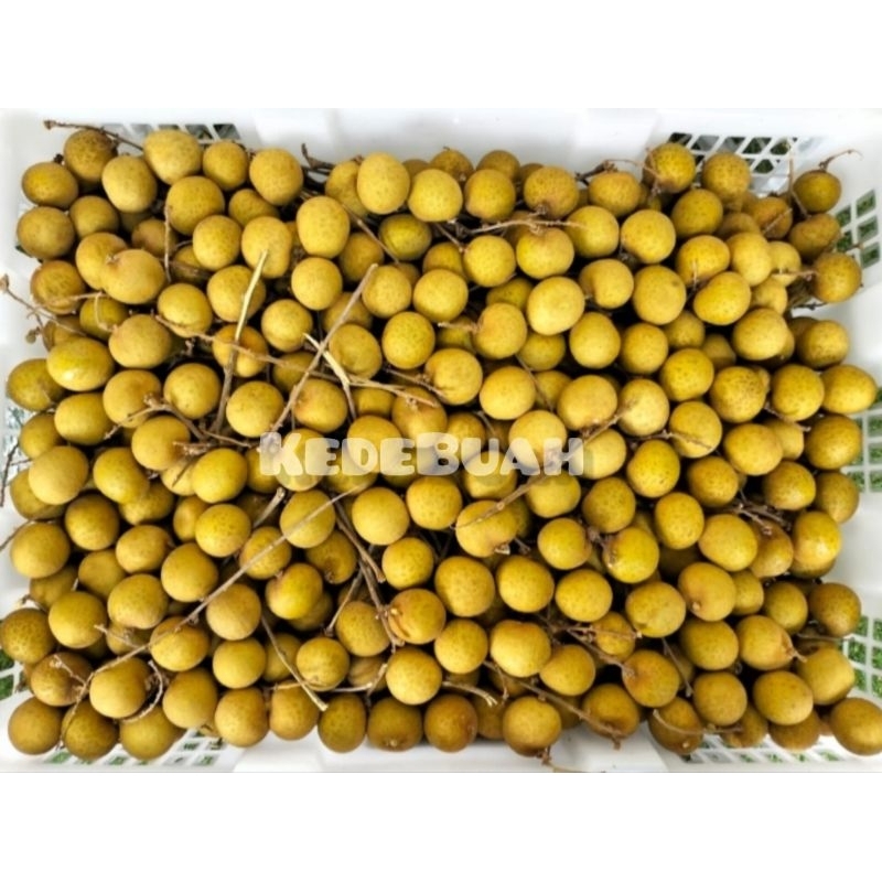 

Kelengkeng Gold Thailand