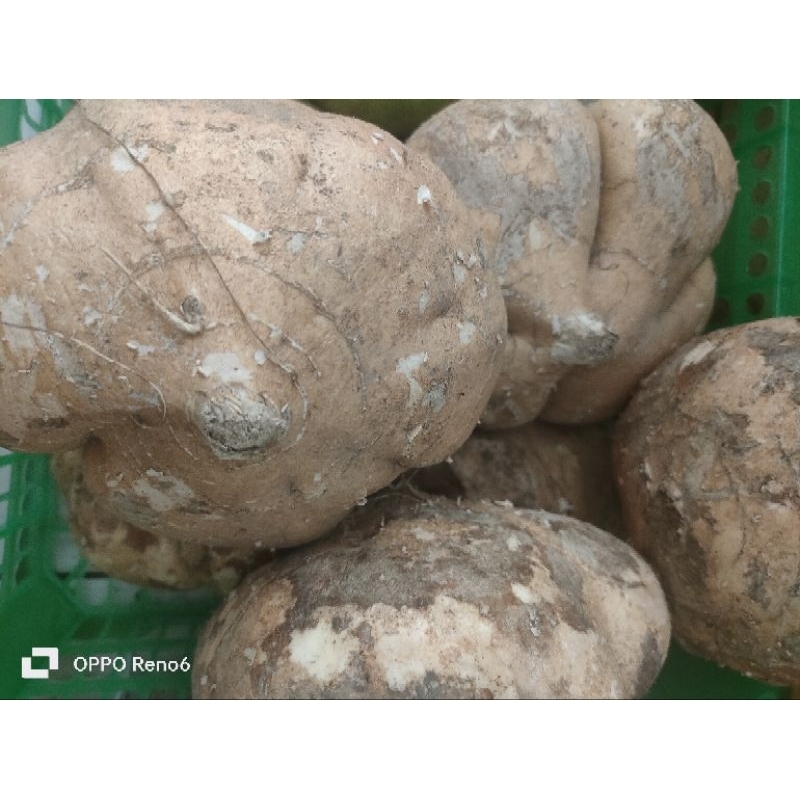 

bengkuang 500 gram lebih