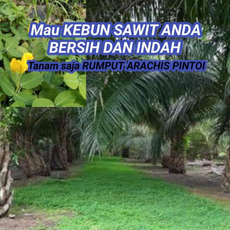 Bibit RUMPUT HIAS / RUMPUT TAMAN ( Paket 200 Batang )