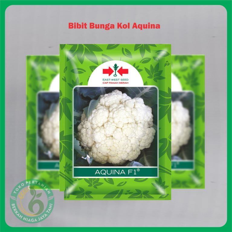 Benih Kembang / Bunga Kol AQUINA F1 10 Gram - Bibit Cap Panah Merah