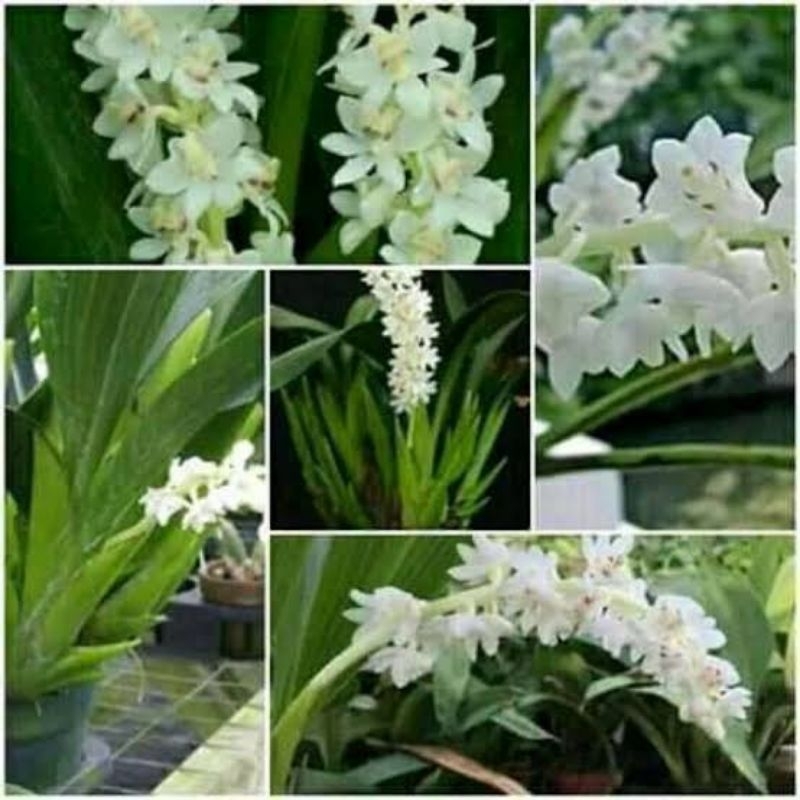 Anggrek Species Hutan Eria Hyacinthoides Anggrek Wangi Kondisi Dewasa