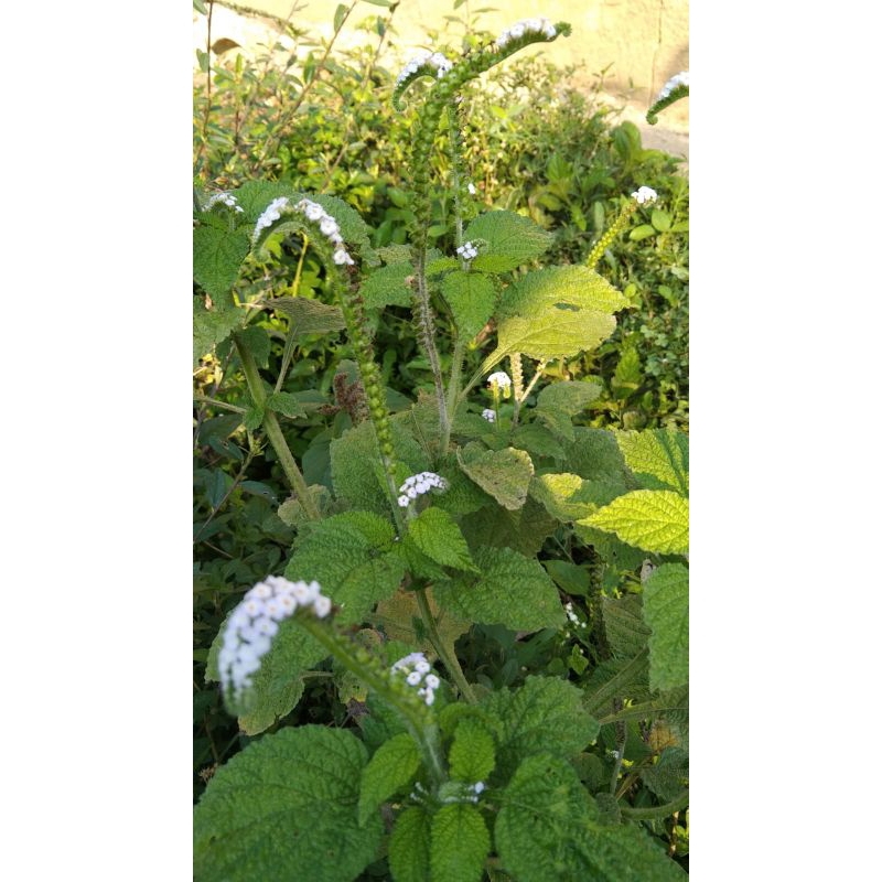 

jual sangketan Segar 1kg murah