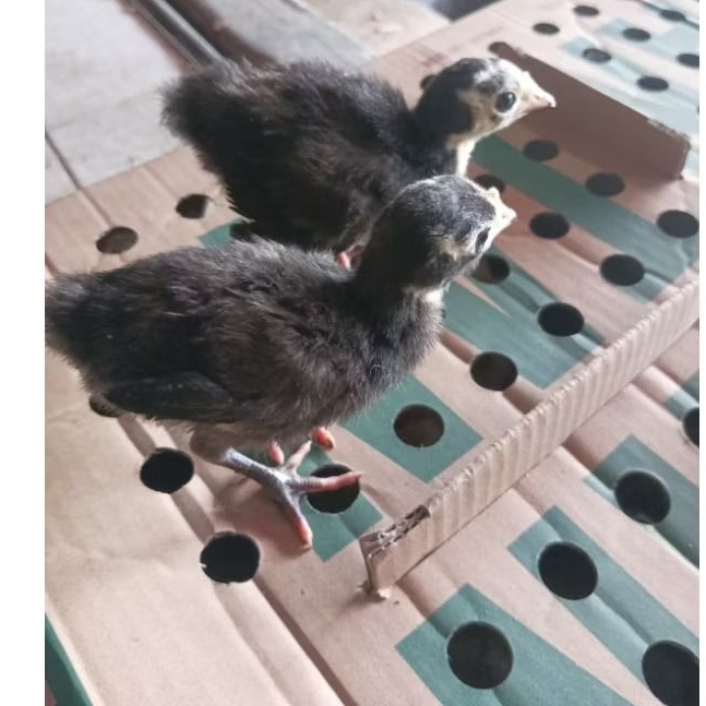 Kalkun Hitam - Kalkun Black - Blackspanish - Kalkun Hias