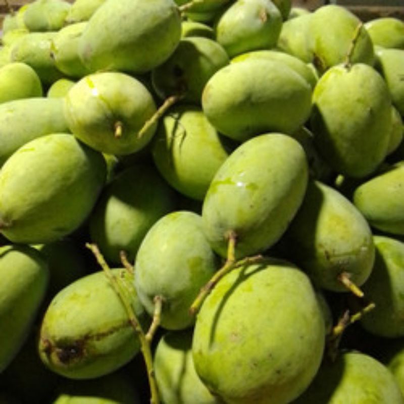 

Mangga Muda Mengkel | darmayu |