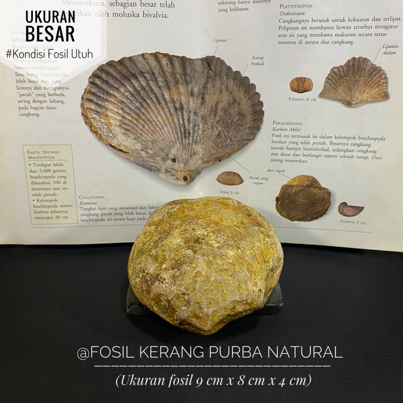 Fosil Kerang Purba Paleozoic Natural B17 atau Fosil Bivalvia atau Fossil Kijing atau Fosil Temuan