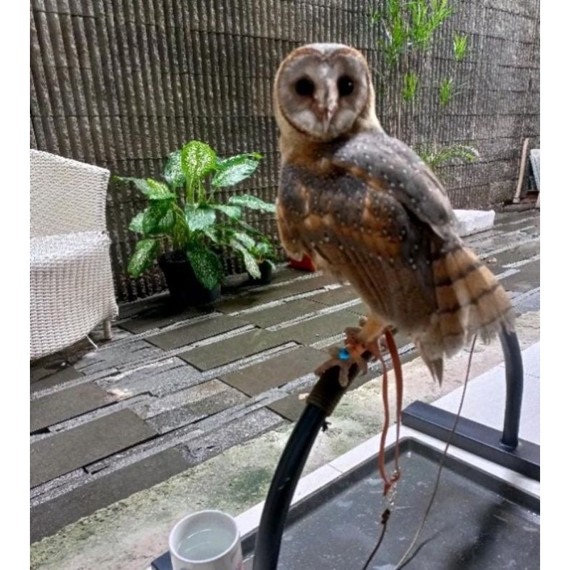 Tangkringan /STAND Burung Hantu Elang