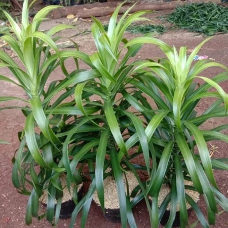 ( BISA COD ) Pohon Suji Pewarna Alami / Tanaman Hias Indoor Pohon Suji Tinggi & Rimbun