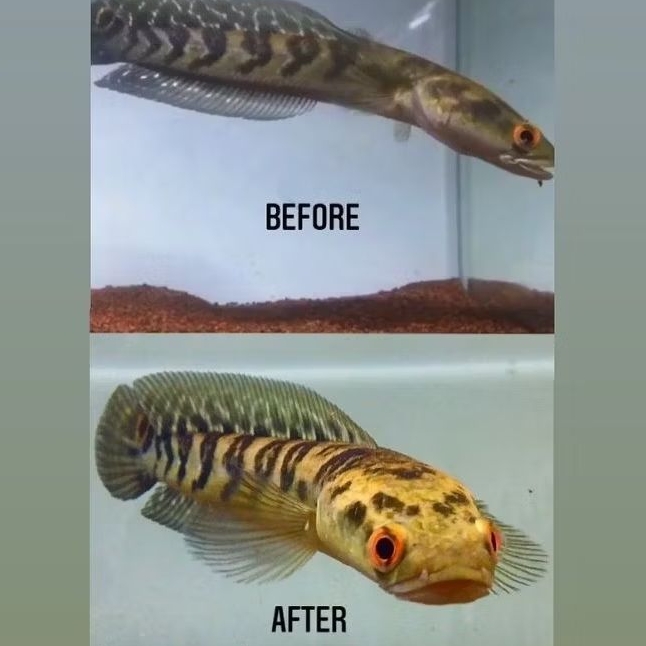 Yellow Sentarum/ys Progres sortiran bagus