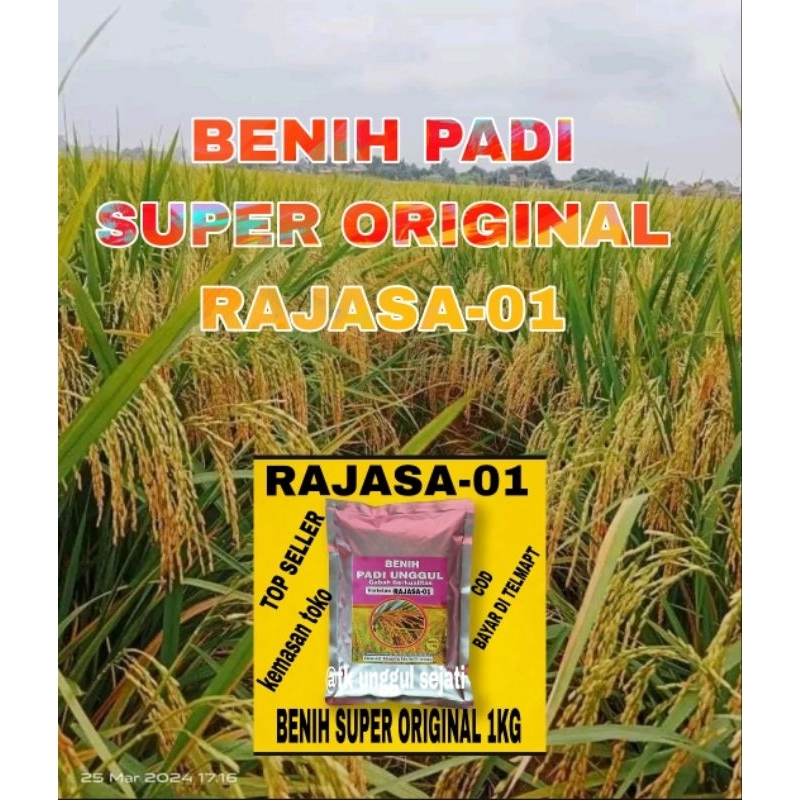 BENIH PADI RAJASA 01 100% ORIGINAL 1KG KEMASAN ASLI TOKO