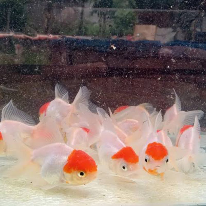 

kardus isi koki red cup oranda