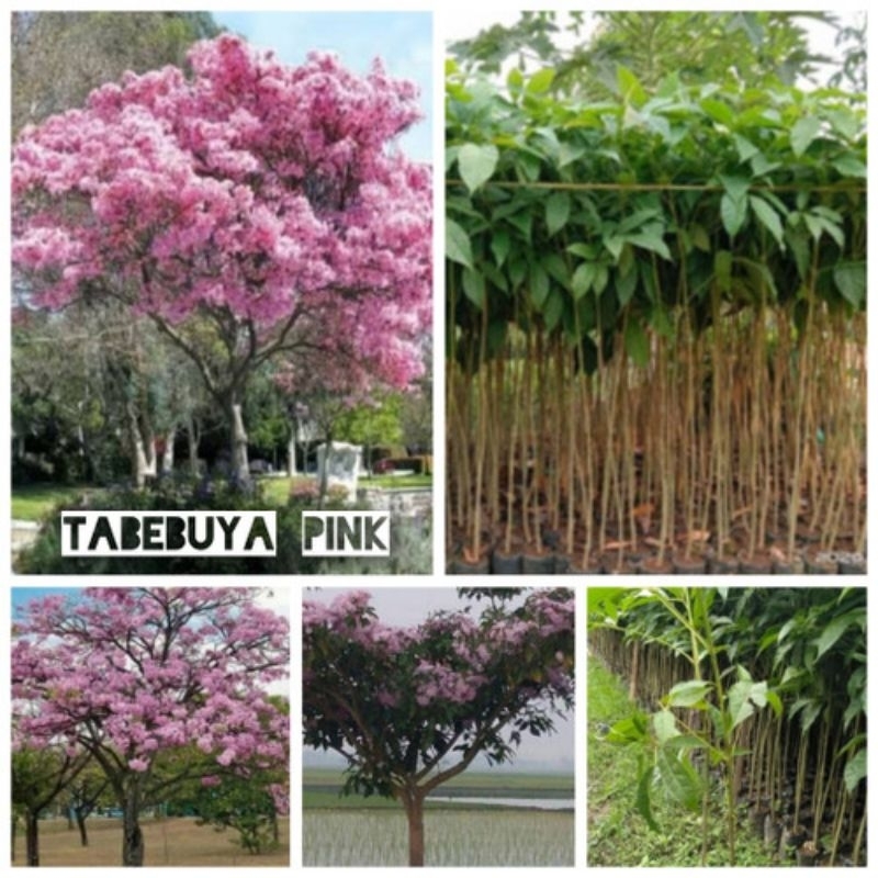 bibit bunga tabebuya pink 1 meter
