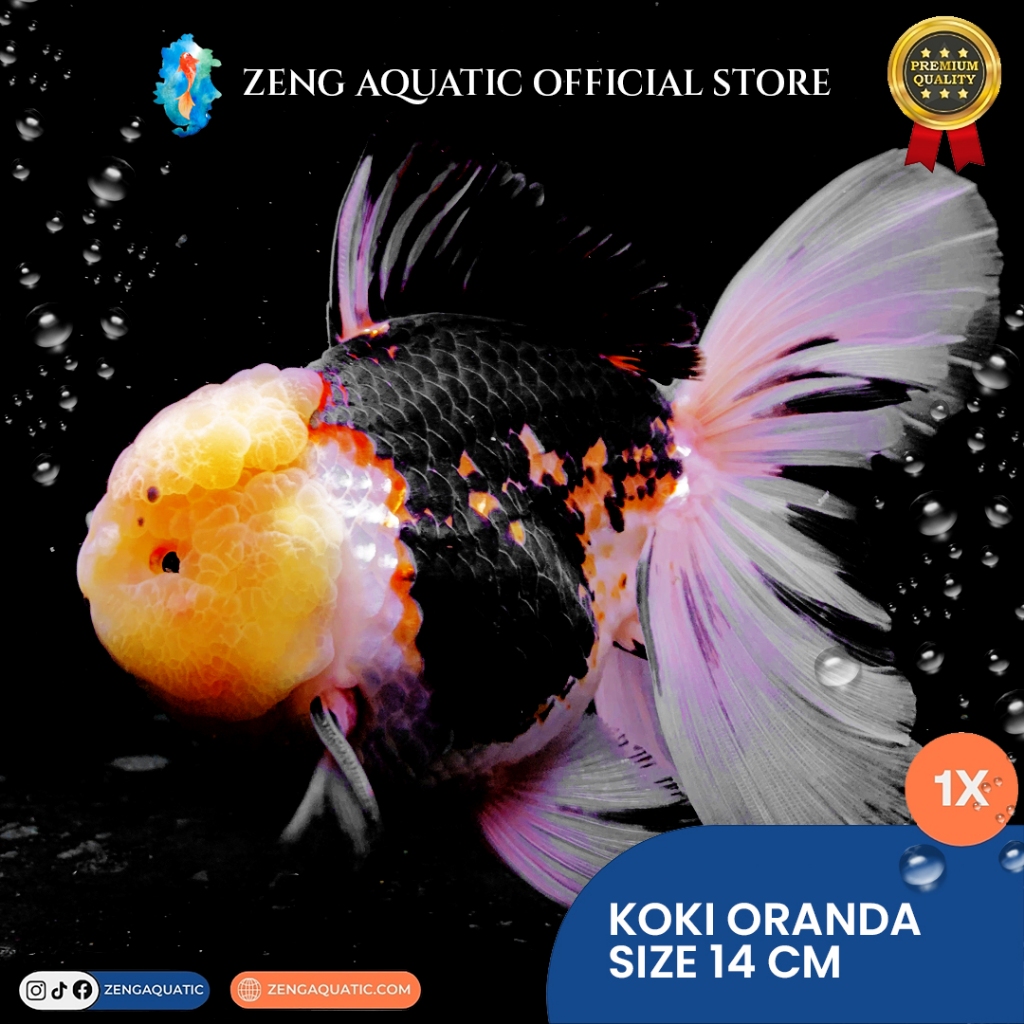 Koki Oranda Tricolor Jumbo – Ikan Mas Koki Hias 3 Warna Hitam Kuning Putih, Kepala Besar, Elegan By 