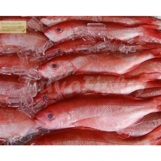 

Ikan Kakap Merah Segar Fresh Kakap Sawo Wakung 1Kg