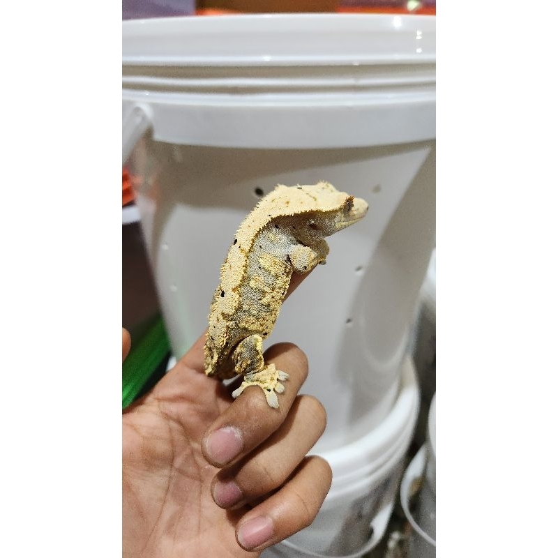 Crested Gecko Phantom pinstripe dalmatian