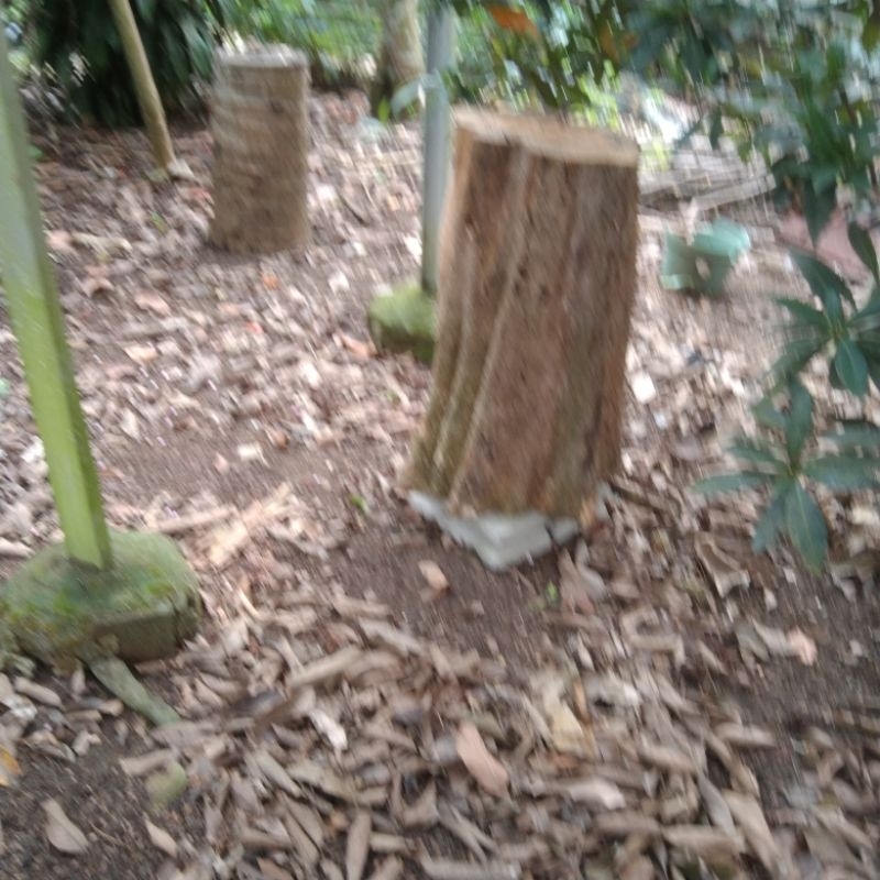 

Lebah madu Trigona Itama...