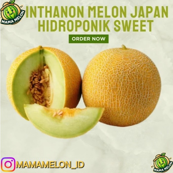 

Melon Premium Hidroponik Organik Inthanon Sweet Melon Madu not Dang Farmhill Export Quality Medium