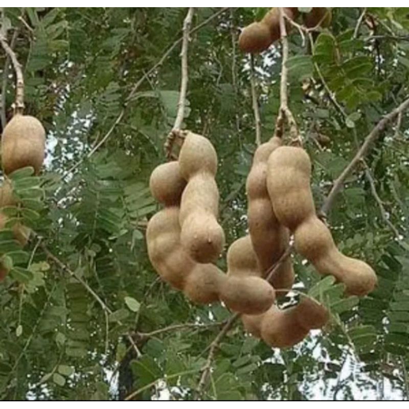 

asam muda 100gr