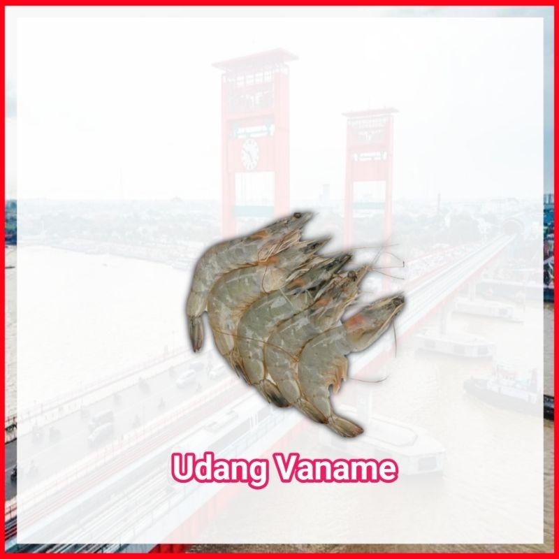 

Udang Vaname Fresh Palembang