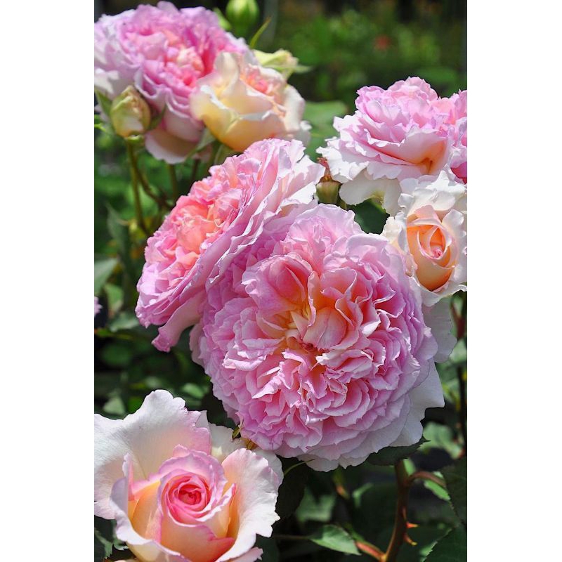 MAWAR IMPORT TRAUMEREI (indukan)