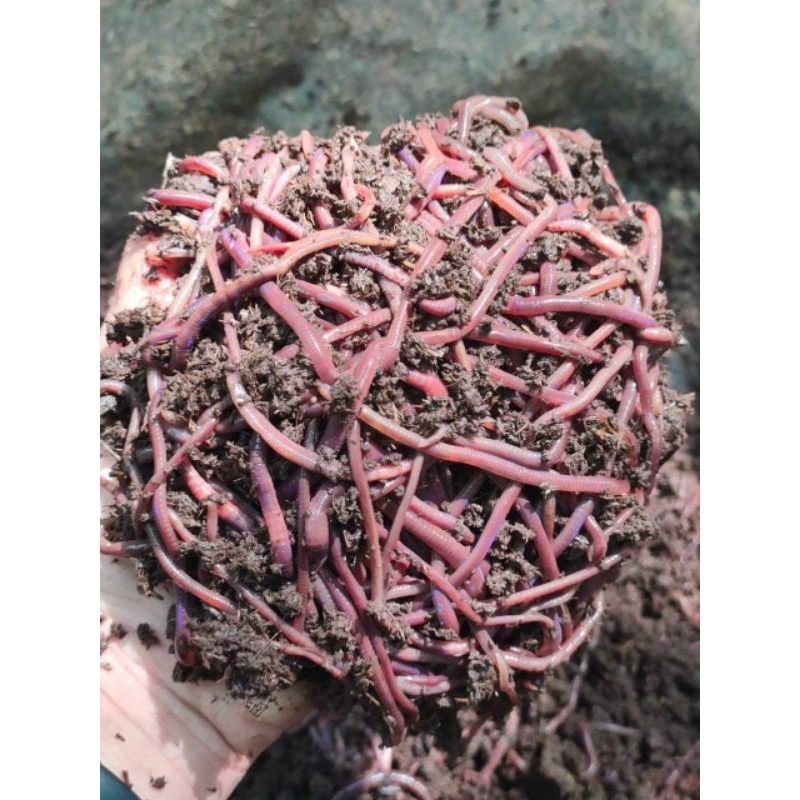 Cacing tanah Merah/Umpan Mancing Premium 500 gram Bersih
