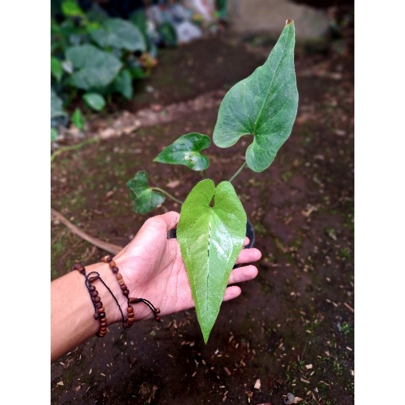 anthurium eagle / garuda