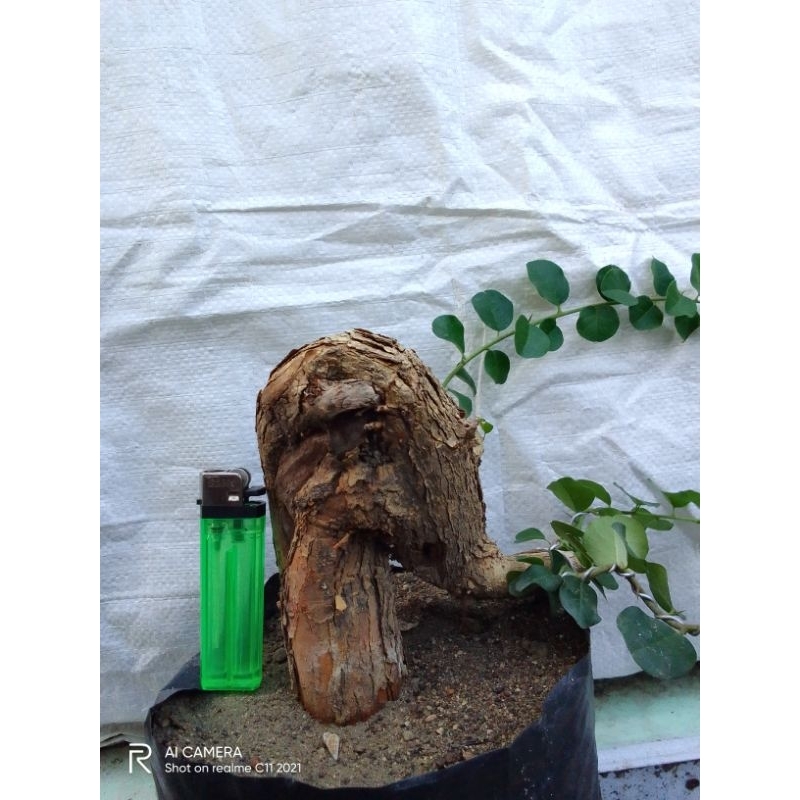 Bahan bonsai sisir bonsai berduri bonsai akar orange berkarakter