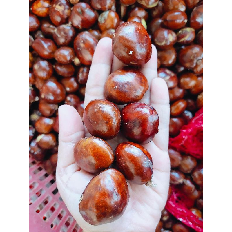 

JENGKOL