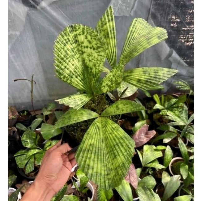 palem licuala mapu rawatan