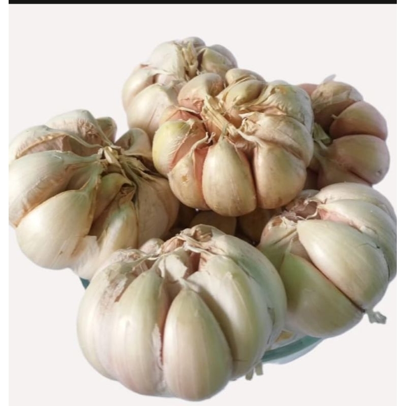 

bawang putih berat 1 kg