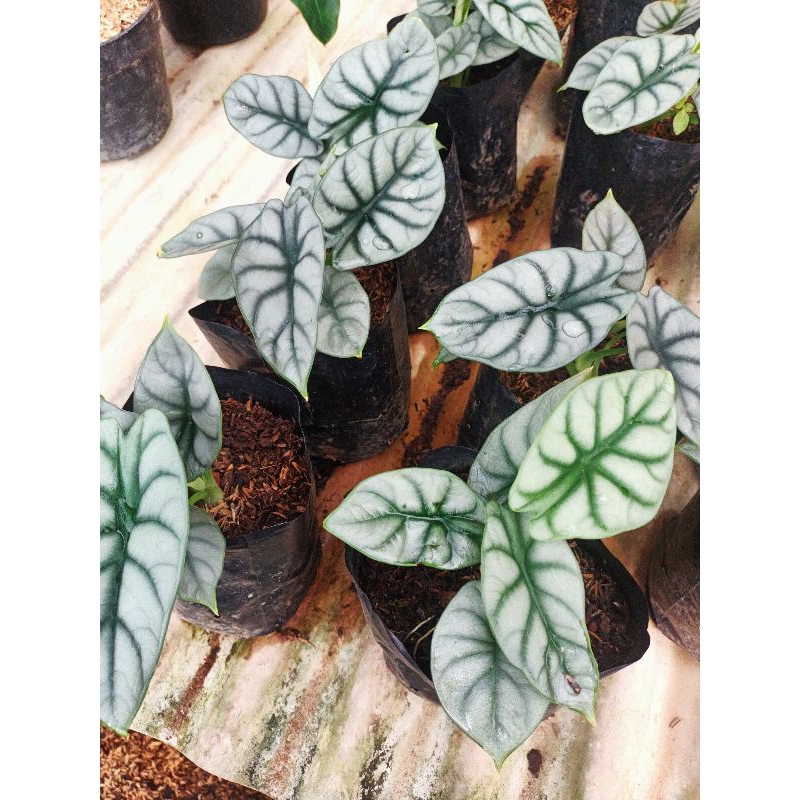 KELADI TENGKORAK ATAU KELADI DRAGON SILVER