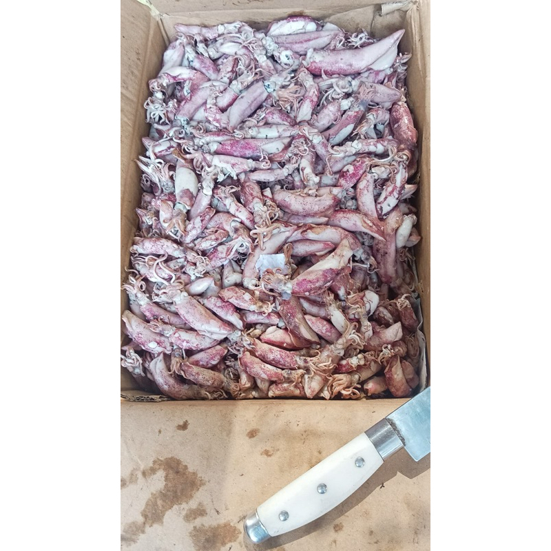 

cumi asin bertelor super 500gr