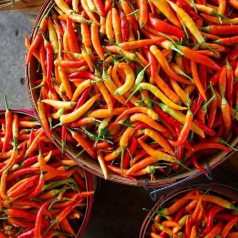 

Cabe Rawit Segar 100gr