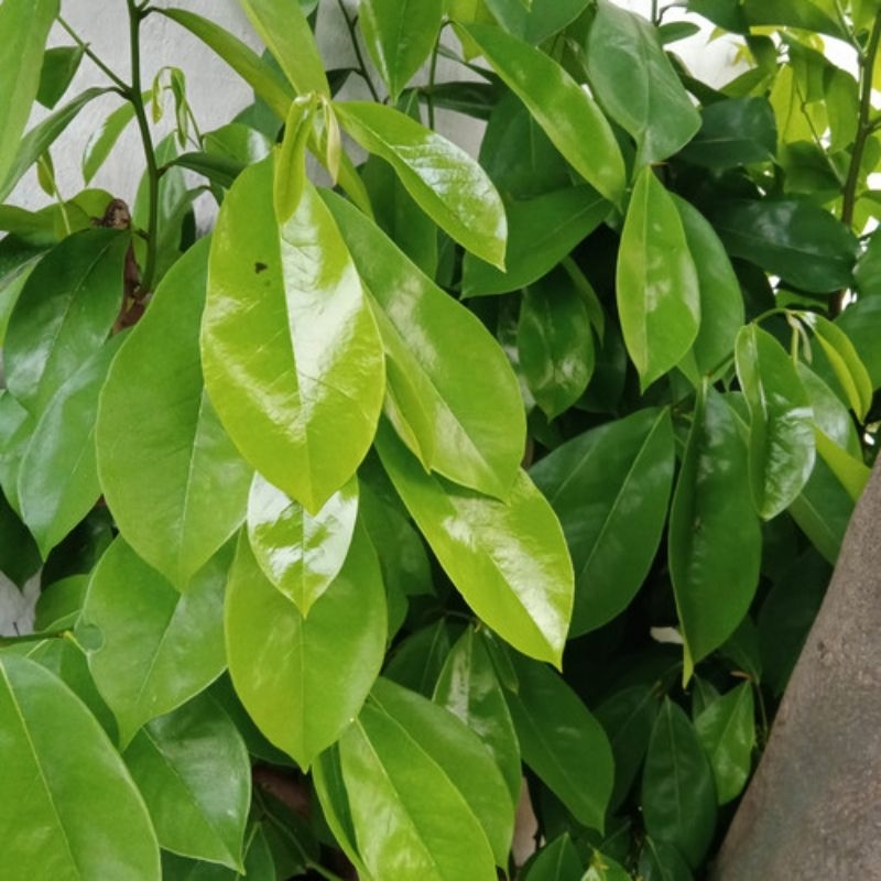 

daun sirsak segar 50 lembar