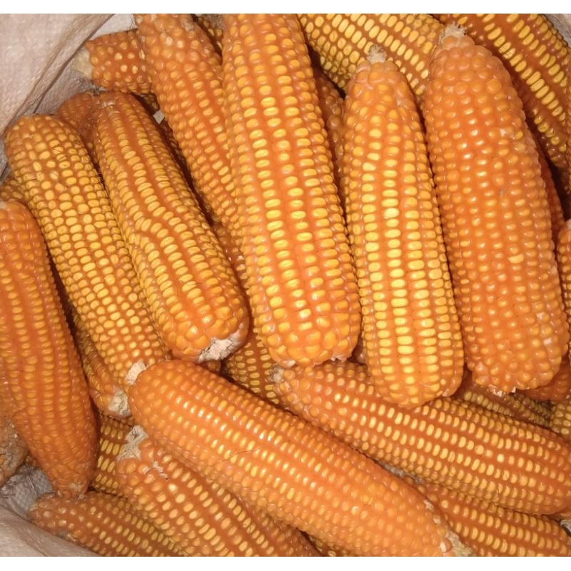 

Bibit Jagung lokal Jepang 1 Kg