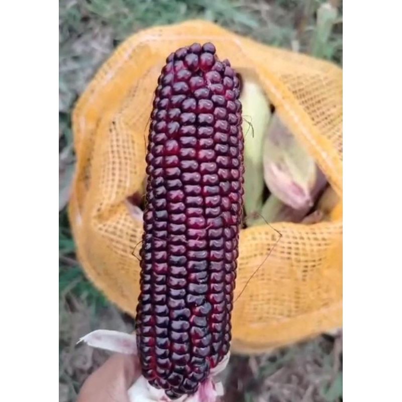 

jagung ketan ungu jagung ketan batik jagung pulut 1kg