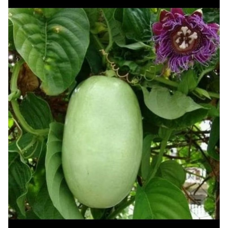 

bibit buah markisa jumbo ( erbis ) rasa manis