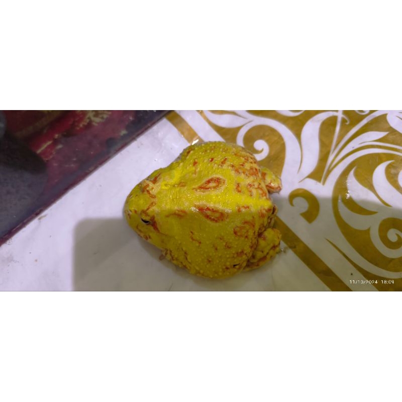 Kodok Pacman Albino Spot Dewasa