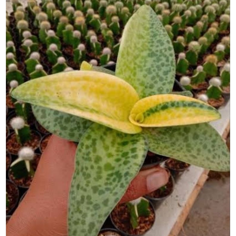 Seculen lidah katak varigata